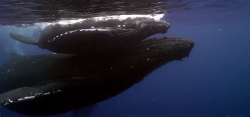 От Северното до Южното полоукълбо - кит преплува половината свят