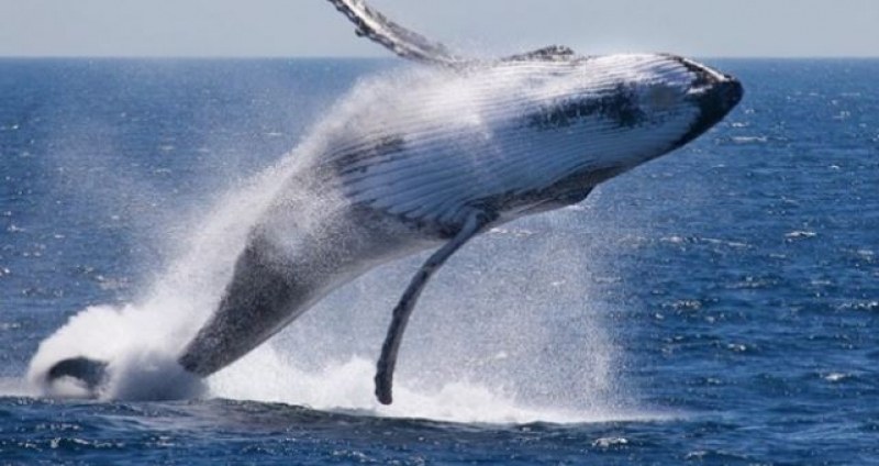 Огромен кит погълна гмуркач и го изплю