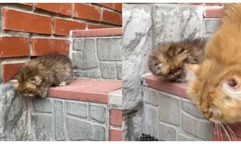 Мама котка дава урок за слизане по стълби на малкото си  ВИДЕО