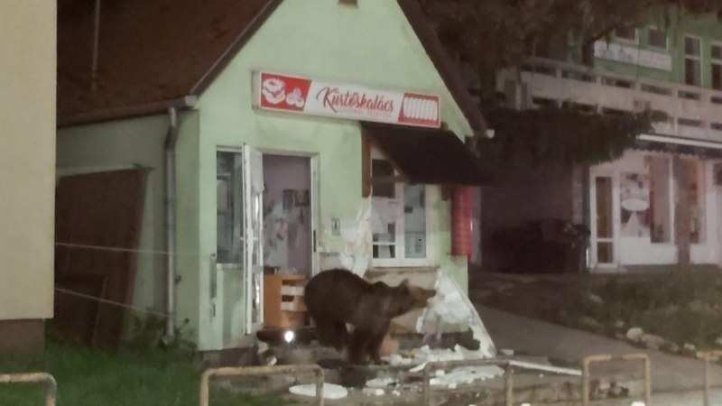 10 мечки хвърлиха в смут румънски град. Сноват по улици, влизат в магазини!