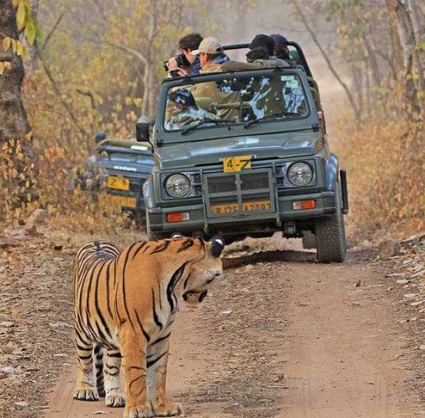 Бенгалски тигър изненада туристи СНИМКА