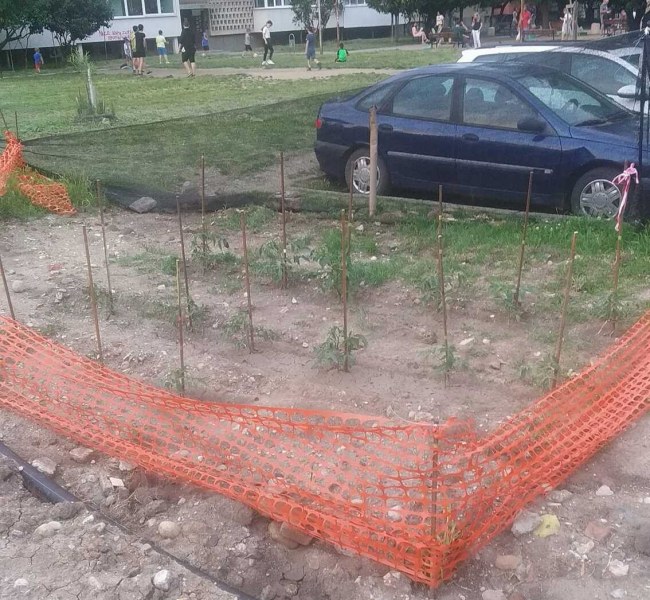 Докато чакат ремонта: Столичани си направиха градинка, засадиха домати