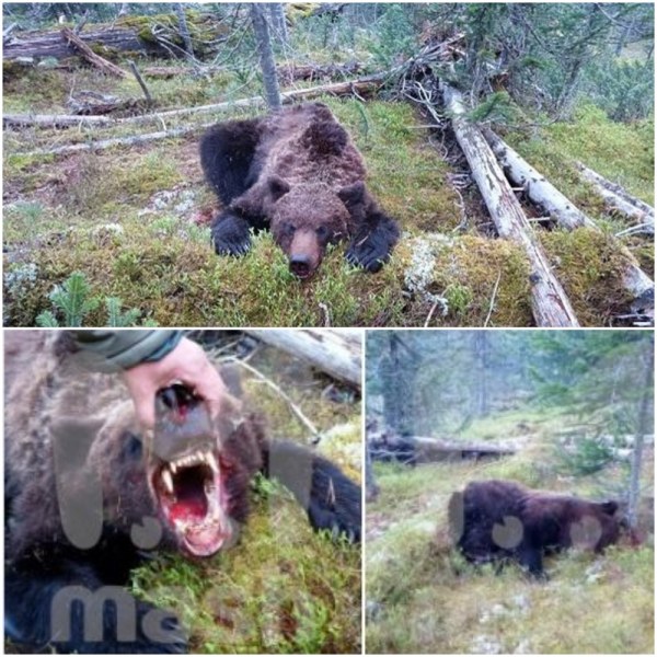 Примирих се със смъртта: Турист разказа как е оцелял от мечката, убила момче СНИМКИ