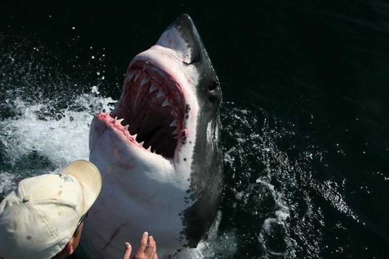 Човекоядка в Черно море!? Има ли и у нас акули като тази, уловена в Гърция СНИМКА