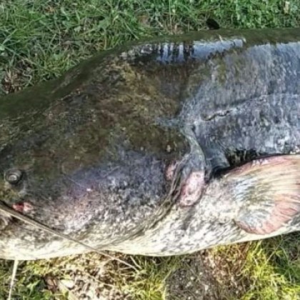Откупиха и спасиха гигантски сом, уловен до Пловдив. Върнаха го във водата СНИМКИ
