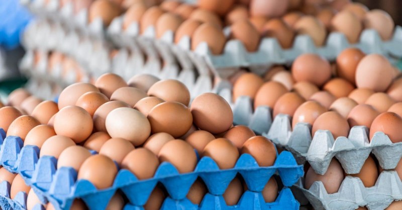 Яйца за преработка – с печат и по магазините! Кой ги внася, опасни ли са?