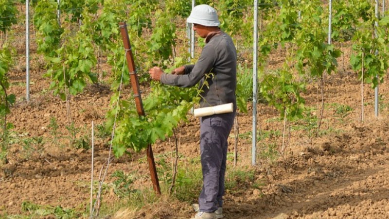 Забраниха работата на полето в горещите часове от деня