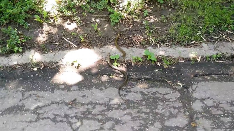 Змии плъзнаха из парковете: Какво да правим при ухапване? Кои са отровни?