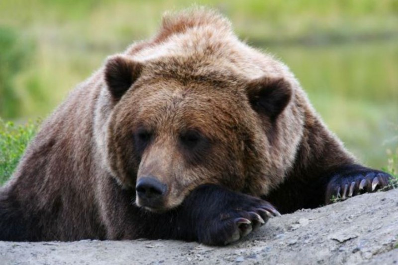 Нападната от мечка жена била с бебето на гърба си, искат да отстрелят животното