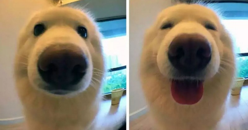 Как да накарате кучето ви да се усмихне? Само кажете тези две думи СНИМКИ