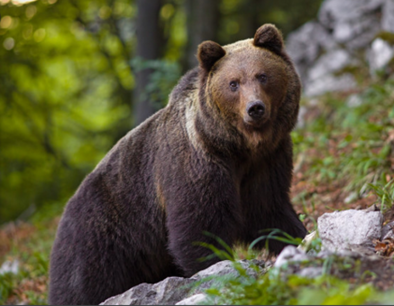 Огромна мечка нападна и уби планинарка