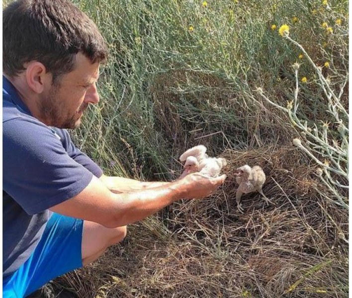 Спасиха малки ливадни блатарчета край Пловдив