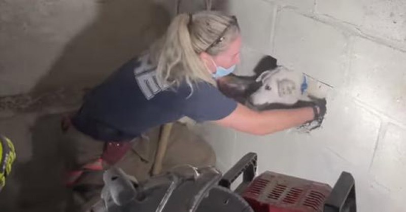 Спасиха куче, заседнало между бетонни стени с дни