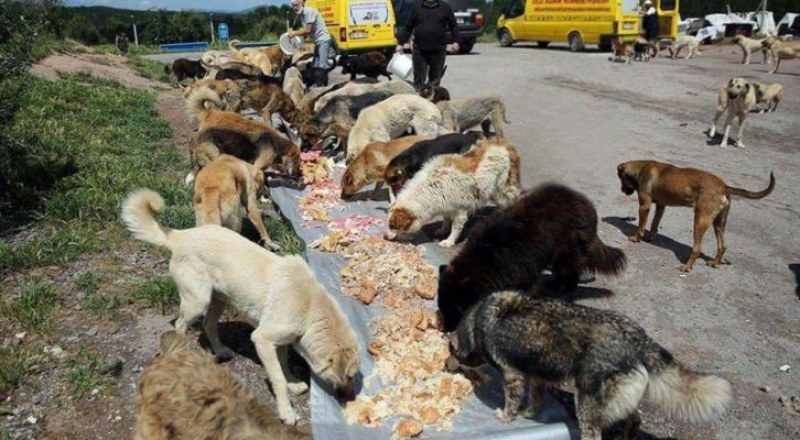 40 бездомни кучета са изсипани от микробус в подножието на връх Перелик