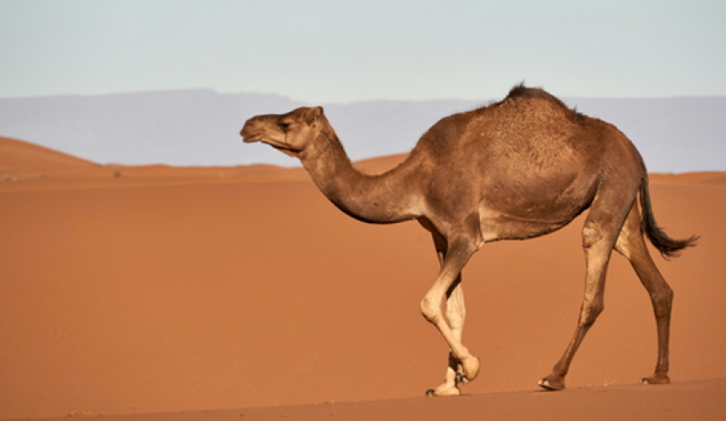 Учени инжектират камили с вируса, опитват се да разработят антитела
