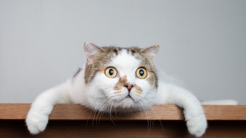 Котка, куче? Кои са най-уязвимите към коронавирус животни?