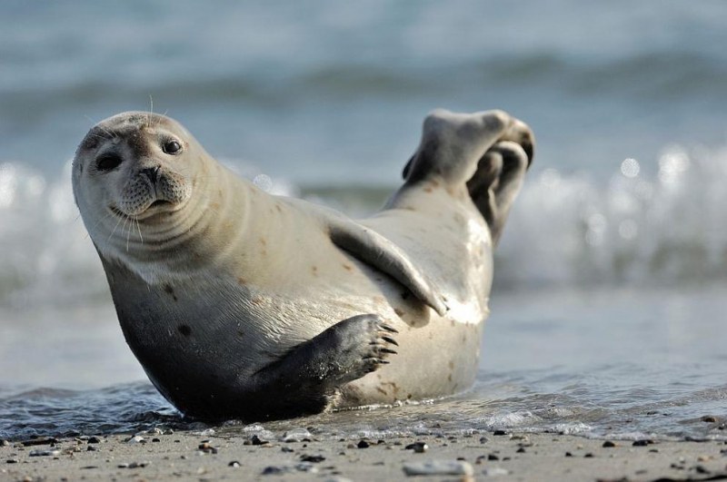 Убиха рядък тюлен в Гърция, издирват извършителя!
