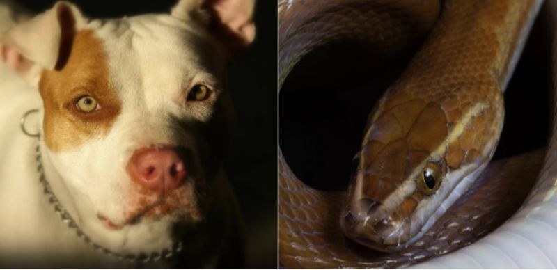 Питбул загуби живота си, след като спаси деца от отровна змия