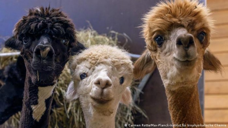 Брита, Нора и Ксения: Трите алпаки, с които може да преборим коронавируса
