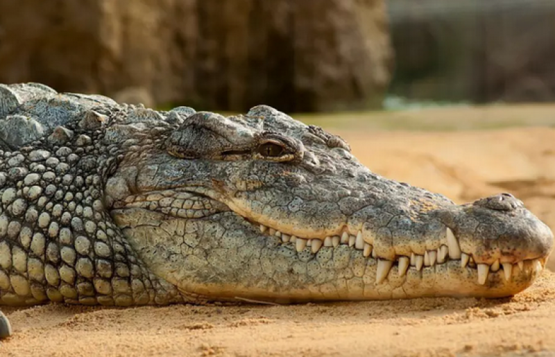 Огромен крокодил нападна момиче по време на нощно плуване