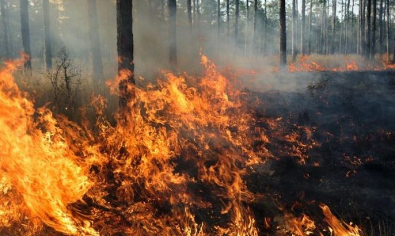 Втори ден - голям пожар гори край хасковско село
