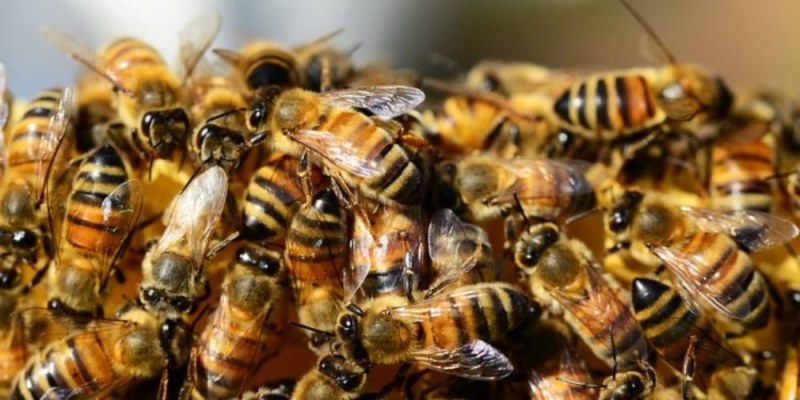 Агресивни пчели убиха мъж и раниха трима полицаи