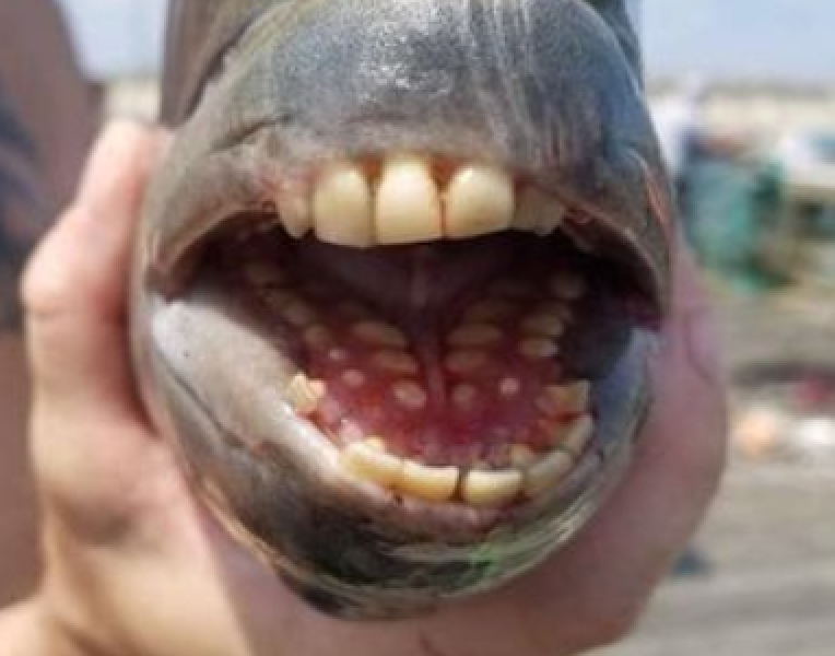 Заловиха страшна риба с човешки зъби СНИМКИ