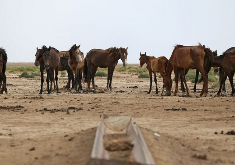 Хиляди коне умират в степите на Казахстан ВИДЕО 18+