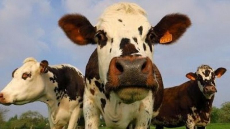 Туристи онемяха: крава неочаквано скочи в басейн, за да се разхлади ВИДЕО