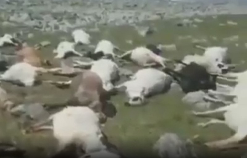 Масова смърт! Мълния уби над 500 овце ВИДЕО