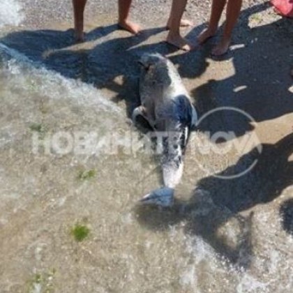 Мъртъв делфин изплува на наш плаж