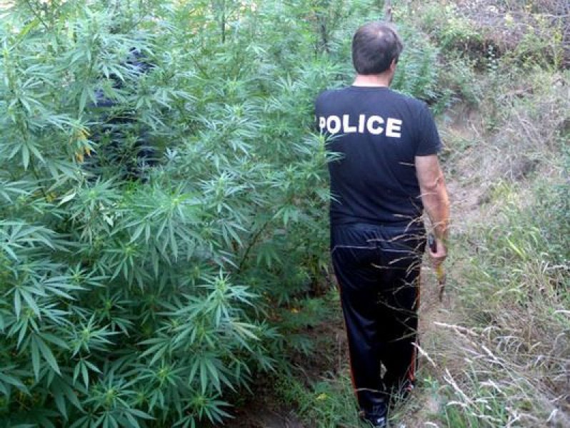 Мъж насади марихуана между овошки – над 4 тона спипани край Петрич