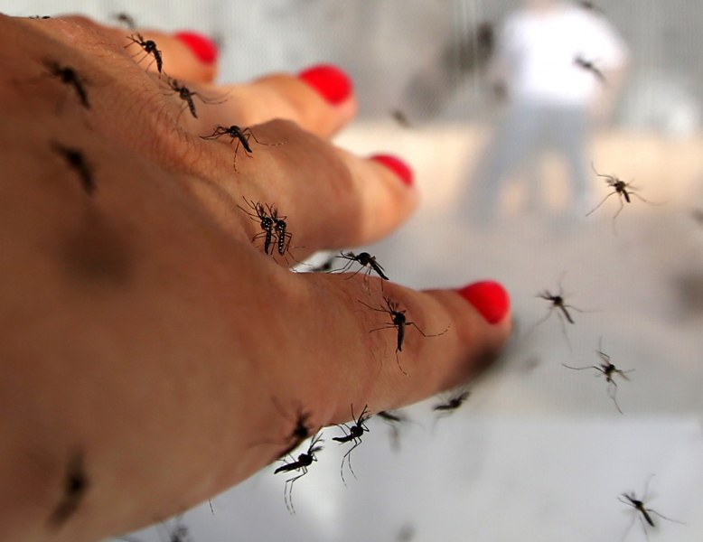 Комарите са агресори, а агресорите си падат по – блондинки с кръвна група 0