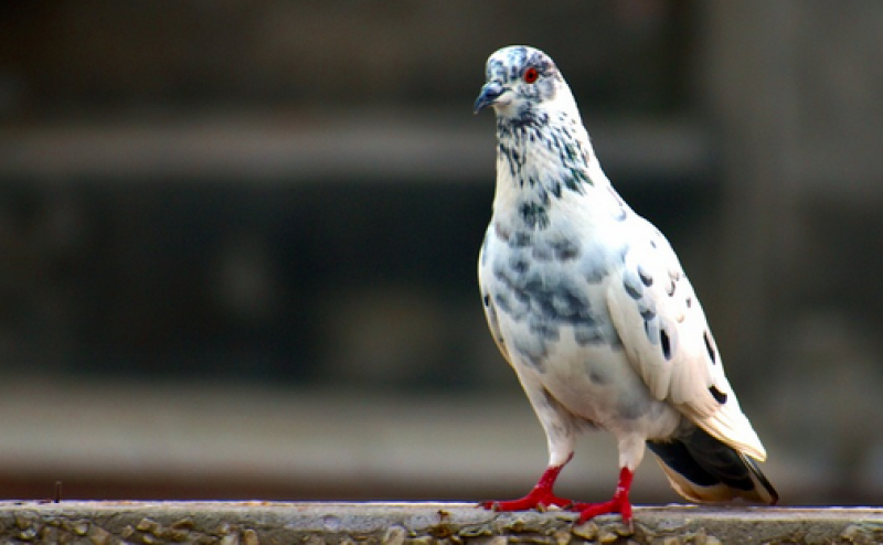 Крадец отне 100 гълъба от стопанин в Асеновградско