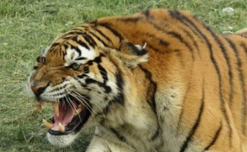 Тигър нападна и разкъса овчар. Смъртта му бе оценена на 340 долара