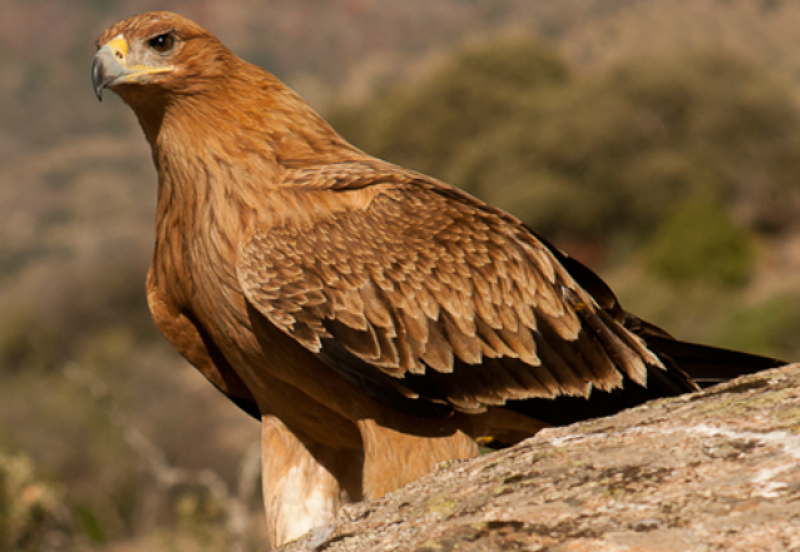 Царски орел бе прострелян от бракониери