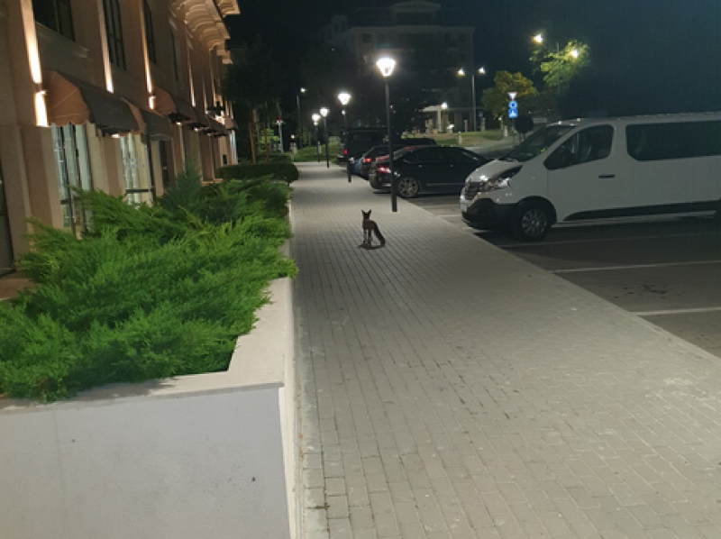 Лисица се разходи из улиците на курортен комплекс