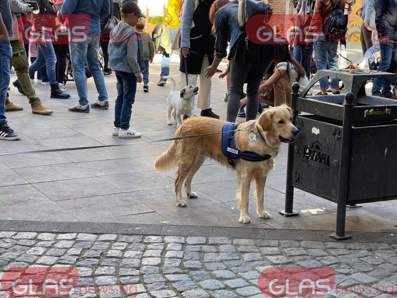 Пловдивчани осиновяват бездомни кучета  СНИМКИ