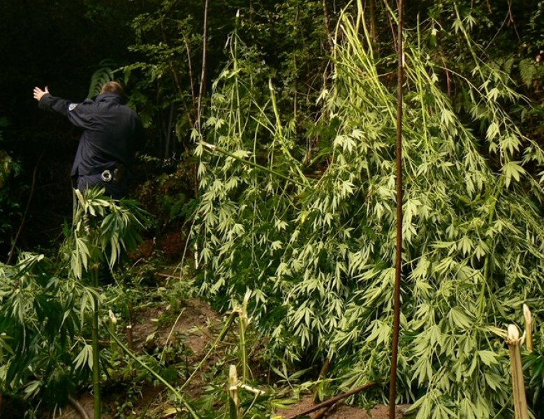 С два чувала канабис на гръб – така мъж бяга от полицаи, но го гепиха