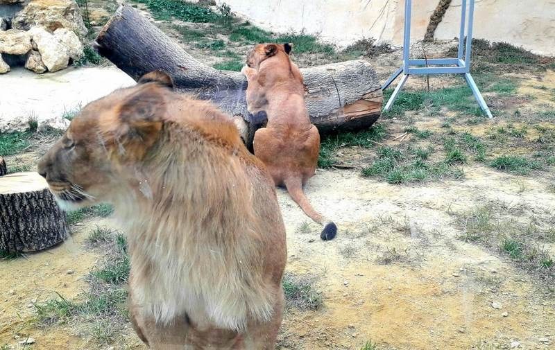 Лъвчетата Симба и Косара от зоопарка във Варна вече имат нов дом СНИМКИ