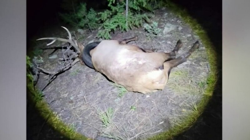 270-килограмов лос с гума около врата – и така две години. Спасиха го!