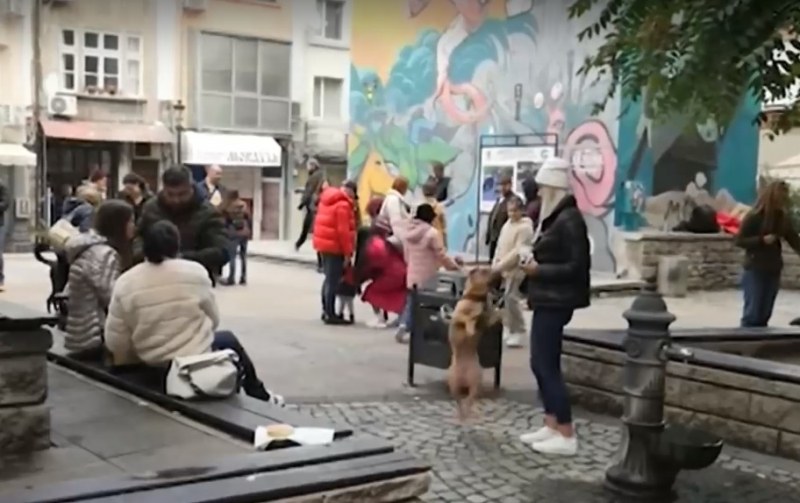 А пък Пловдив бе на гурме – с кучета от приюта из Капана ВИДЕО