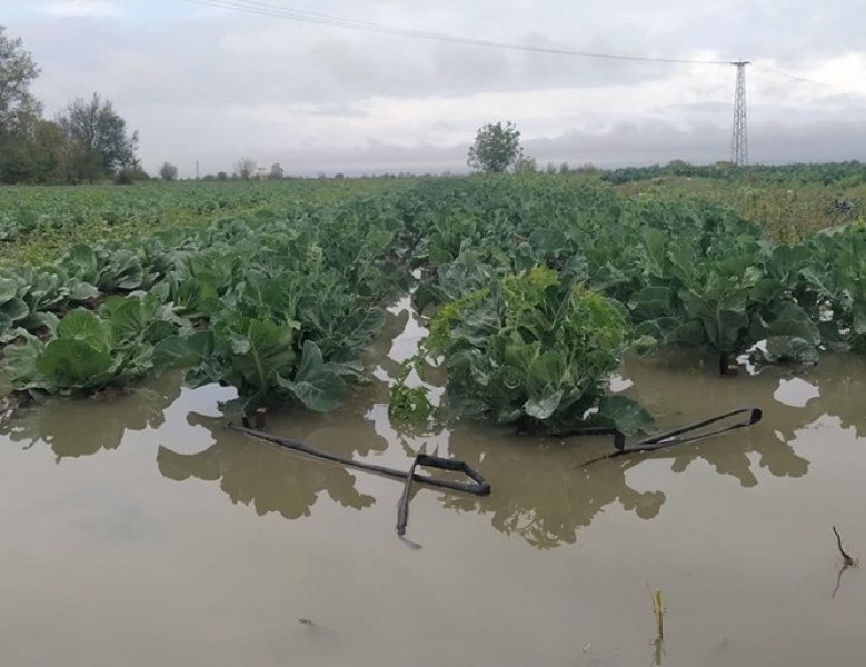 Дъждовете в Пловдивско удавиха реколтата. Задава ли се нова скъпотия?