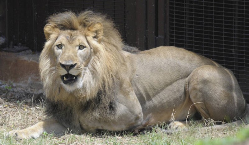 Ковид погуби лъв в зоопарк
