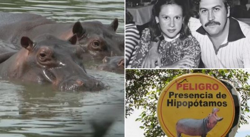 Наследниците на хипопотамите на Пабло Ескобар получиха американско гражданство