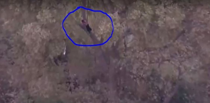 След гонка с патрулки, шофьор се укри в короната на дърво