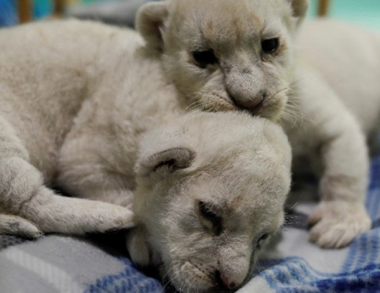 Бели лъвчета се родиха в резерват в Андалусия