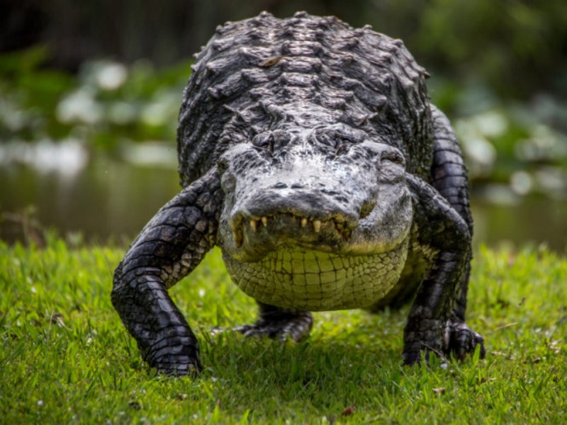 Сексуално тревожният алигатор Кание Уест – поставен в изолация ВИДЕО
