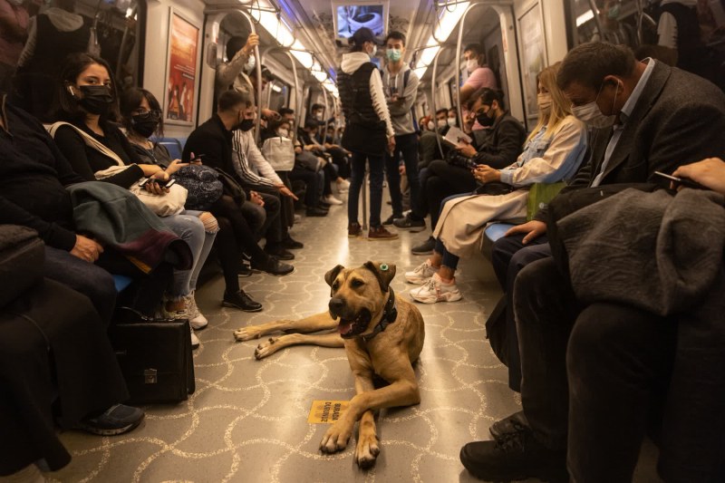 Приключенията на Божи, кучето, което прекосява Истанбул с градски транспорт СНИМКИ