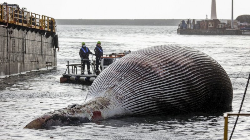 19-метров кит бе изхвърлен на брега във Франция